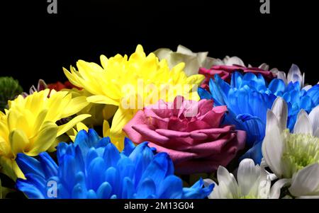 Chrysanthemums colorato e rose primo piano foto su sfondo nero Foto Stock