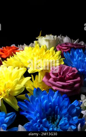 Fiori colorati in fiore su sfondo nero Foto d'archivio per la storia verticale Foto Stock