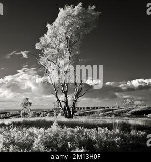 Fotografia in bianco e nero di un vecchio albero di Birch immerso nella luce della sera sulla brughiera di Cannock Chase AONB Area di straordinaria bellezza naturale Foto Stock
