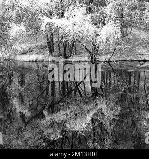 Foto in bianco e nero in riflessione in piscina in primavera su Cannock Chase AONB Area di eccezionale bellezza naturale in Staffordshire Inghilterra Foto Stock