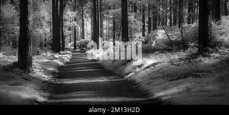 Fotografia in bianco e nero di una pista forestale attraverso la pineta su Cannock Chase AONB Area di eccezionale bellezza naturale in Staffordshire Inghilterra Foto Stock