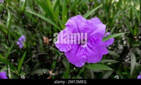 Primo piano del fiore dorato viola o della Ruellia angustifolia in un giardino Foto Stock