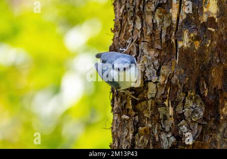 L'uccello nuthatch eurasiatico è appeso al tronco di un vecchio albero, aggrappando la corteccia spaccata con le sue artigli Foto Stock