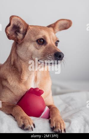 Primo piano di un bel cane marrone di razza mista che si trova e tiene un giocattolo tra le zampe mentre si guarda lontano dalla telecamera. Foto verticale Foto Stock