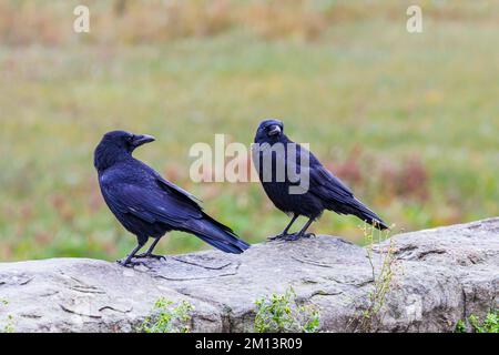 Carrion corvi che guardano il mondo andare vicino Foto Stock