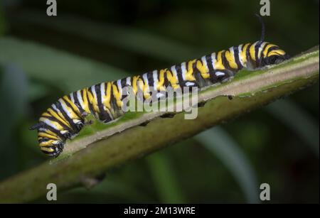 Un macrofo di un bruco di farfalle Tiger Milkweed su una foglia verde nella foresta Foto Stock