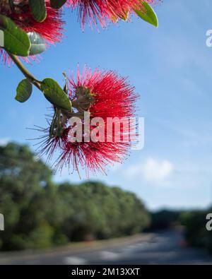 Pohutukawa alberi in piena fioritura contro un cielo blu, New Zealand albero di Natale. Formato verticale. Foto Stock