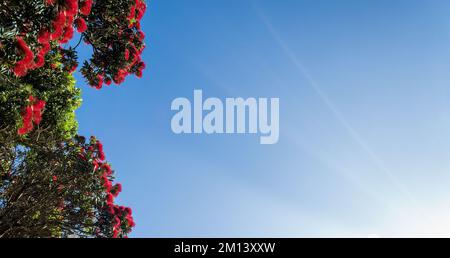 Pohutukawa alberi in piena fioritura contro un cielo blu, New Zealand albero di Natale. Auckland. Foto Stock