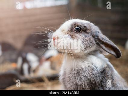 Il coniglio carino in un fienile in una fattoria Foto Stock