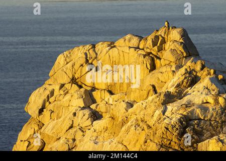 Falco di Peregrine (Falco peregrinus) sul Pinnacle, Point Lobos state Reserve, Big sur Coast Highway Scenic Byway, California Foto Stock