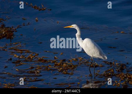 Great egret (Ardea alba) a Whalers Cove, Point Lobos state Reserve, Big sur Coast Highway Scenic Byway, California Foto Stock