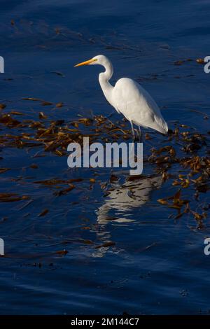 Great egret (Ardea alba) a Whalers Cove, Point Lobos state Reserve, Big sur Coast Highway Scenic Byway, California Foto Stock