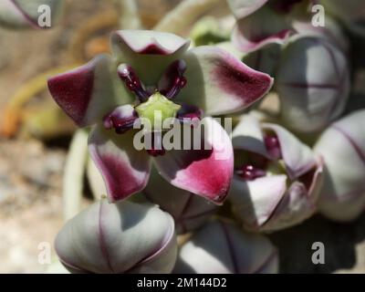 Dettagli primo piano dei fiori di Calotropis procera. Mela di sodoma, corona del re, albero di gomma, cespuglio di gomma, mela del Mar Morto, primo piano. Foto Stock