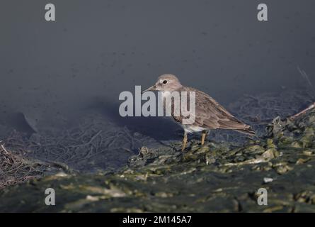 Lo stint di Temminck è un piccolo wader. questa foto è stata scattata dal bangladesh. Foto Stock