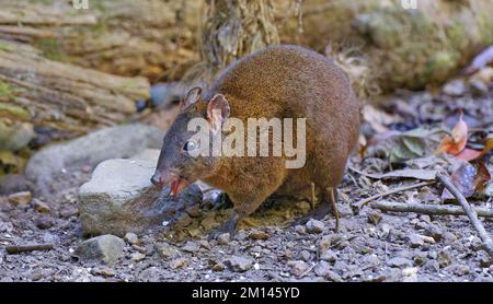 Canguri musky di ratto-canguro mammifero marsupiale canguri in Atherton Tablelands, Queensland, Australia Foto Stock