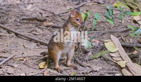 Canguri marsupiali di mammifero a zampe rosse in Atherton Tablelands, Queensland, Australia Foto Stock