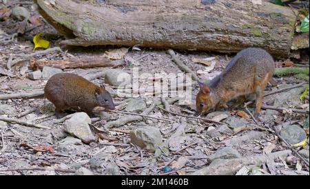 Canguro di ratto musky e canguri marsupiali di pademelon a zampe rosse in Atherton Tablelands, Queensland, Australia Foto Stock