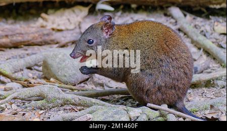 Musky rat-canguro mangiare con zampe anteriori su terra sterrata in Atherton Tablelands, Queensland, Australia Foto Stock