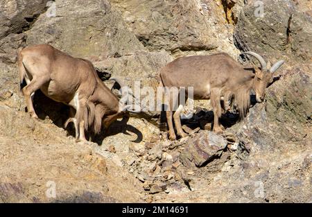 Pecore di Barbary (Ammotragus lervia) che camminano su una parete rocciosa Foto Stock