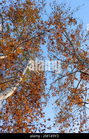 Guardando fino al bel fogliame di acero in autunno Foto Stock