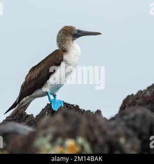 Booby dai piedi blu (Sula nebouxii), Isola di Espanola, Parco Nazionale delle Galapagos, Ecuador. Foto Stock