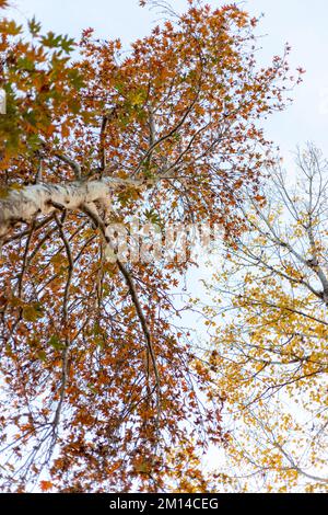 Una bellissima vista dall'alto dell'albero di acero con un enorme baldacchino Foto Stock