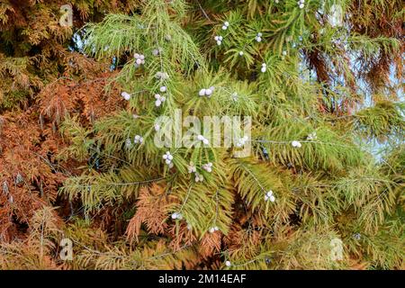 Molte foglie arancioni e rosse su rami di vecchi cipressi calvo verso il cielo azzurro limpido in una giornata di sole autunnale Foto Stock