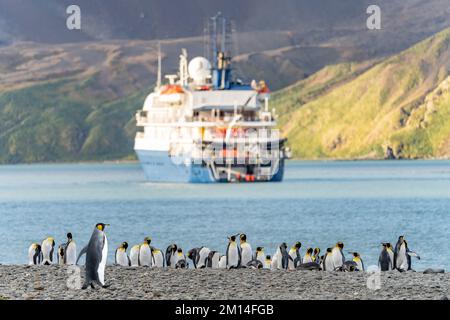 Turisti in zodiaci di una nave da spedizione antartica sbarcano a Fortuna Bay sulla costa nord della Georgia del Sud con pinguini re nel forgrou Foto Stock