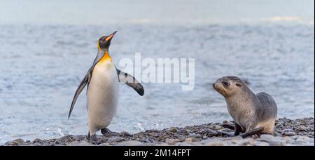 Singolo pinguino re pinguino (APTENODYTES PATAGONICUS) nella Georgia del Sud vicino a Grytviken Foto Stock