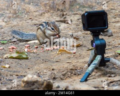 Tamias sibiricus, Siberian Chipmunk. Regione di Mosca, Russia. Foto Stock