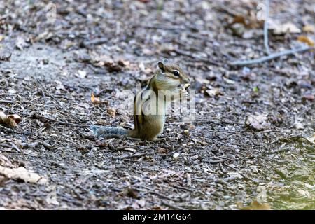 Tamias sibiricus, Siberian Chipmunk. Regione di Mosca, Russia. Foto Stock