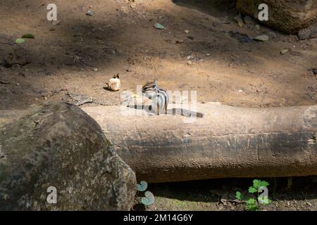 Tamias sibiricus, Siberian Chipmunk. Regione di Mosca, Russia. Foto Stock