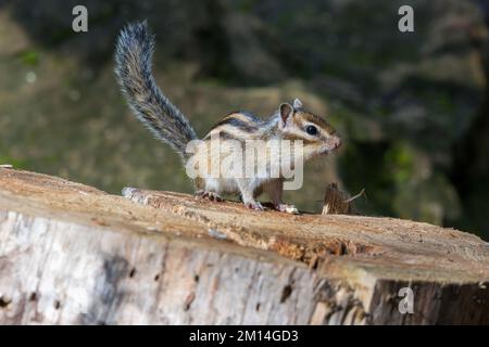 Tamias sibiricus, Siberian Chipmunk. Regione di Mosca, Russia. Foto Stock