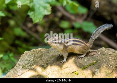 Tamias sibiricus, Siberian Chipmunk. Regione di Mosca, Russia. Foto Stock