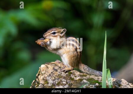 Tamias sibiricus, Siberian Chipmunk. Regione di Mosca, Russia. Foto Stock