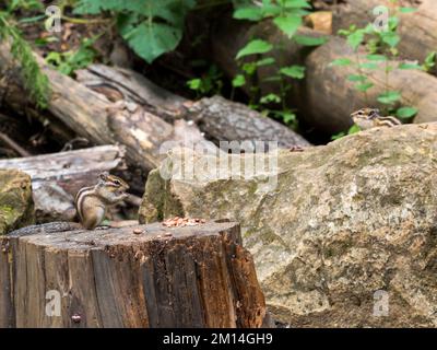 Tamias sibiricus, Siberian Chipmunk. Regione di Mosca, Russia. Foto Stock