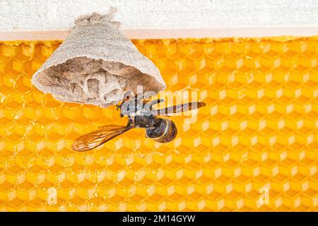 Foto macro di Asian calabroni iniziare del nido su una nuova cornice gialla di alveare con uno hornet rendendo il nido. Essi sono responsabili della morte di api Foto Stock