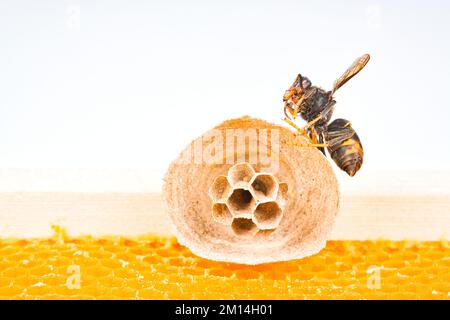 Foto macro di Asian calabroni iniziare del nido su una nuova cornice gialla di alveare con uno hornet rendendo il nido. Essi sono responsabili della morte di api Foto Stock