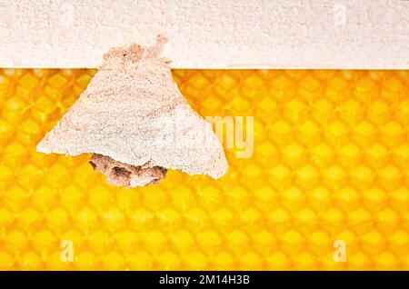 Foto macro di Asian calabroni iniziare del nido su una nuova cornice gialla di alveare, responsabile della morte di colonie di api. Un disastro per la natura la vita selvatica in F Foto Stock