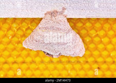 Foto macro di Asian calabroni iniziare del nido su una nuova cornice gialla di alveare, responsabile della morte di colonie di api. Un disastro per la natura la vita selvatica in F Foto Stock