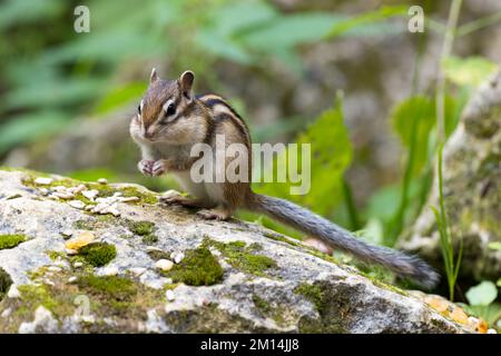 Tamias sibiricus, Siberian Chipmunk. Regione di Mosca, Russia. Foto Stock