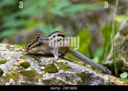 Tamias sibiricus, Siberian Chipmunk. Regione di Mosca, Russia. Foto Stock