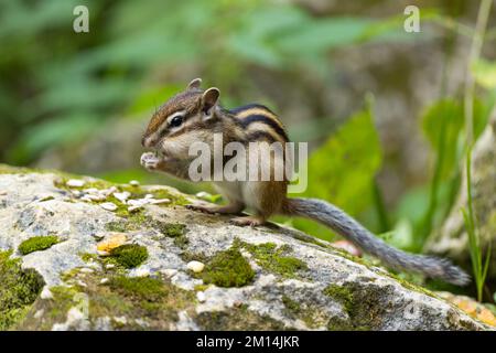 Tamias sibiricus, Siberian Chipmunk. Regione di Mosca, Russia. Foto Stock