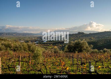 Vigneti vicini a piccoli giovani piantine che crescono in campi coltivati nelle pianure della campagna albanese. Foto Stock