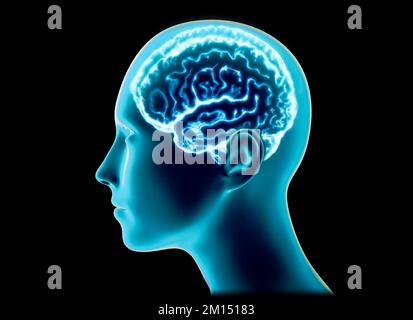 Sezione di un cervello visto in profilo, parti del cervello. Malattie degenerative, Parkinson, sinapsi, neuroni, Alzheimers. Anatomia umana, scansione cerebrale Foto Stock