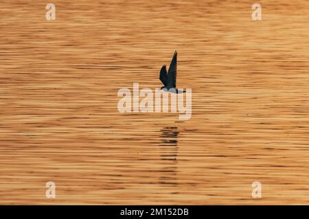 La silhouette di un petalo di tempesta di Markham che sorvola l'acqua all'ora d'oro Foto Stock