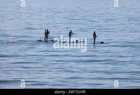 Brighton, Regno Unito. 10th Dec, 2022. Paddle Boarders Paddle sulle acque calme sotto il sole di questa mattina al largo della spiaggia di Brighton. Credit: James Boardman/Alamy Live News Foto Stock