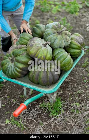 Raccolta di zucche da frutteto biologico. Contadino che raccoglie le zucche mature a mano nel campo agricolo e le mette in una carrowarvesting p Foto Stock