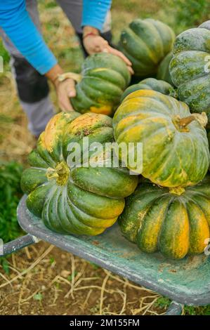 Raccolta di zucche da frutteto biologico. Contadino che raccoglie le zucche mature a mano nel campo agricolo e le mette in una carrowarvesting p Foto Stock