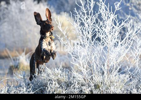 Wimbledon Common, Londra, Regno Unito. 10th dicembre 2022. Puntatori shorthaired tedeschi godendo le condizioni gelide su Wimbledon comune: Accreditamento: Ashley Western/Alamy Live News Foto Stock